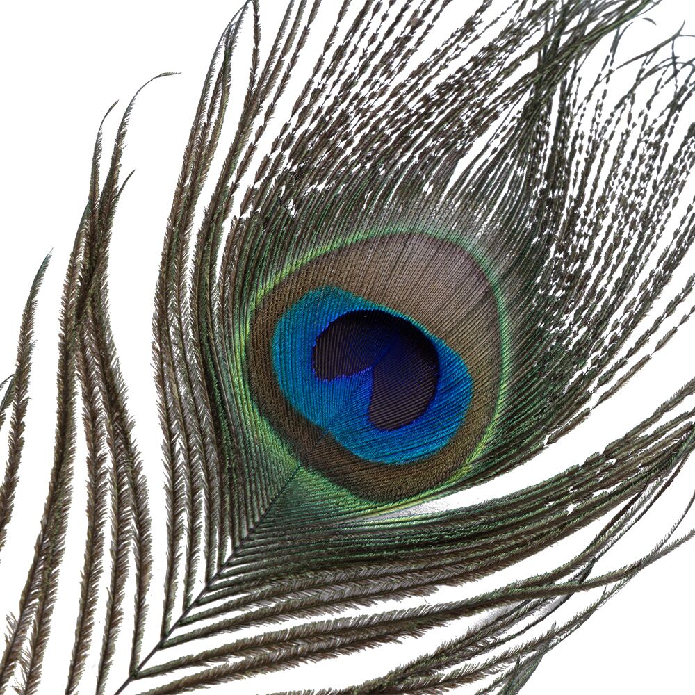 Лоскітка LOCKINK SEVANDA Peacock Flirting